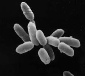 Halobacteria - Hydrogen Fuel