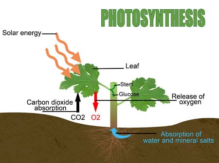 photosynthesis process