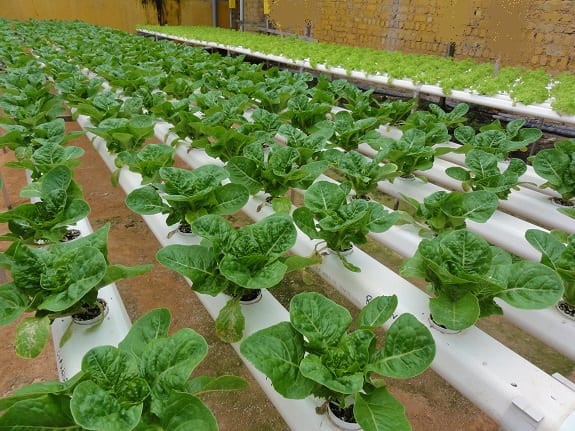 Green technology - lettuce farm