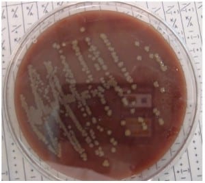 Alternative fuel source found in bacteria