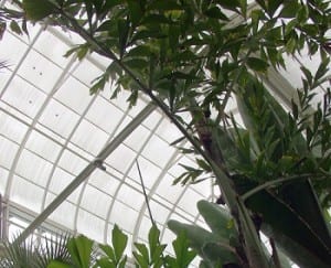 Geothermal Energy - Image of greenhouse