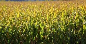 Wind Turbine Energy Research - Corn Field