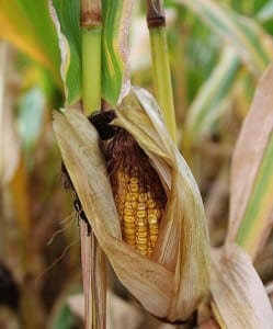 Waste to energy - Corn at havest time