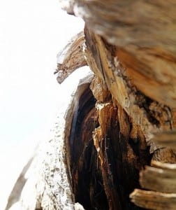 waste to energy - worn wood