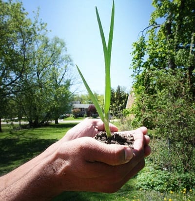 Green Energy - Electricty from Live Plants