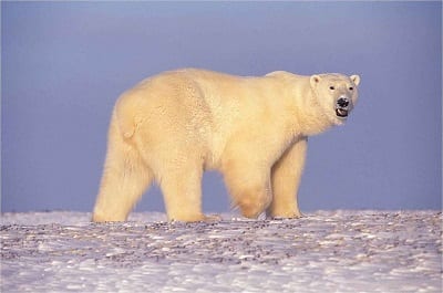 Arctic Drilling - Polar Bear in Alaska