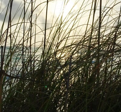 Biofuel made from grass