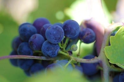 Biofuels - Winemaking Waste - image of grapes on vine