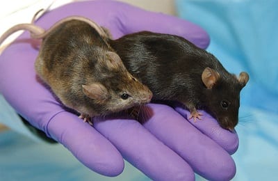 Fracking Chemical Study - Mice