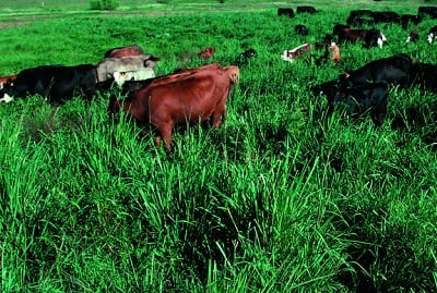 Switchgrass - Biofuel Research