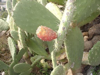 Biogas - Prickly Pear Cactus