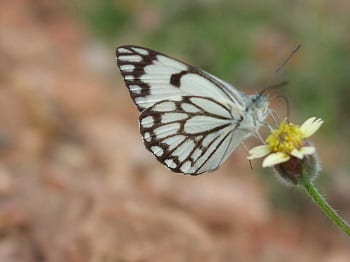 Solar Farms - Butterfly on Flower