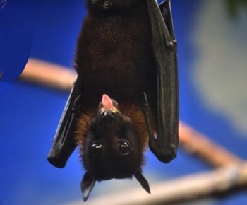 Wind Turbines - Image of bat