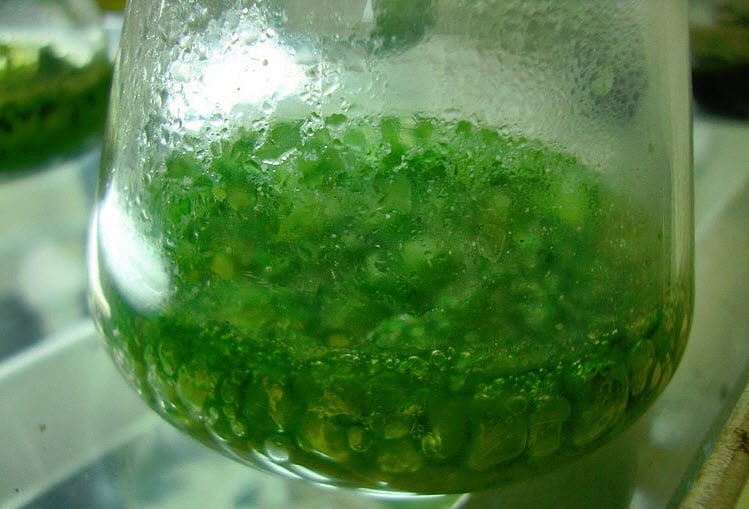 cyanobacteria Wikipedia - Solar energy and Bacteria Research