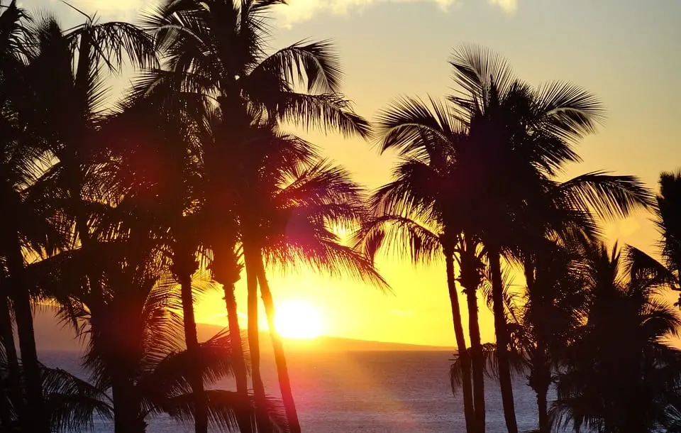 Climate Change - Palm trees and beach