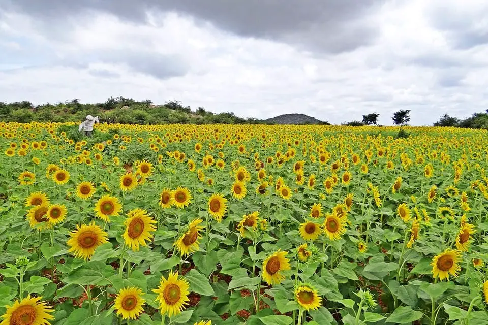 India Renewable Energy - Field of Sunflowers