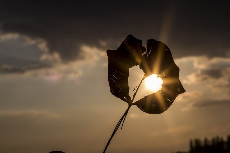 Renewable Energy - the sun and plants