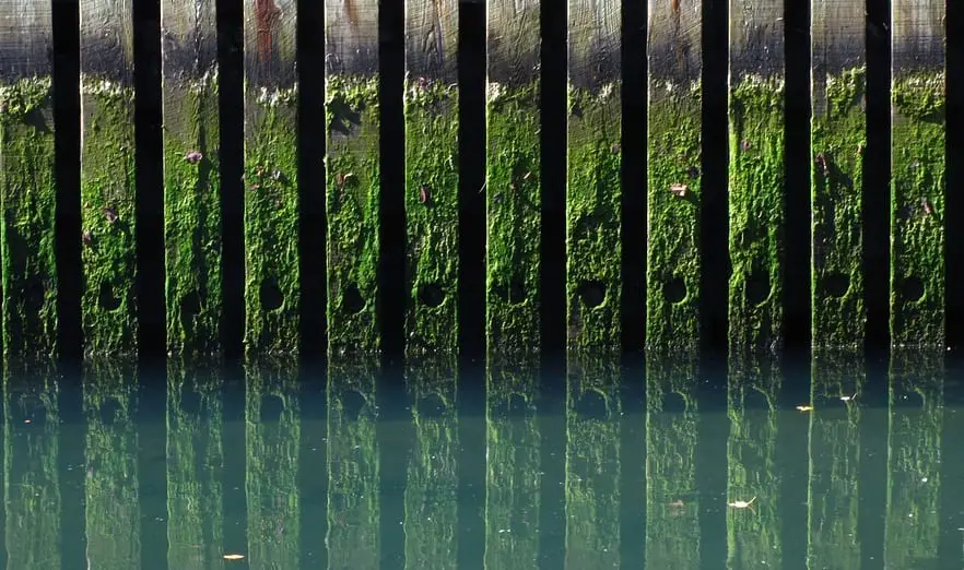 FUel Cell System - Image of Algae on Docks