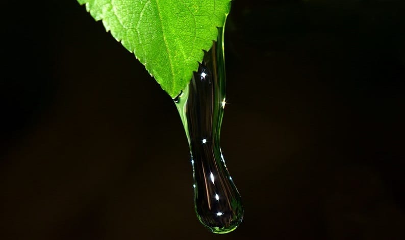 Alternative Fuel Program - Water dripping from leaf