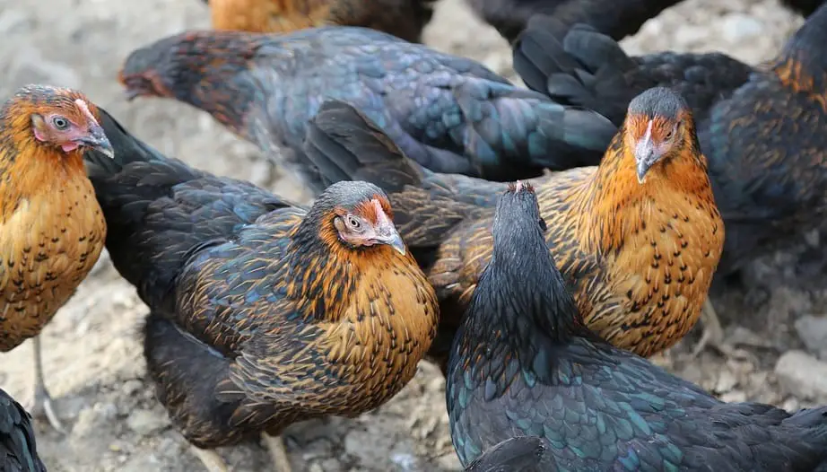 Waste-to-energy technology - Chickens