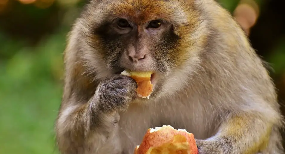 Zoo waste to energy - Barbary Ape eating apple
