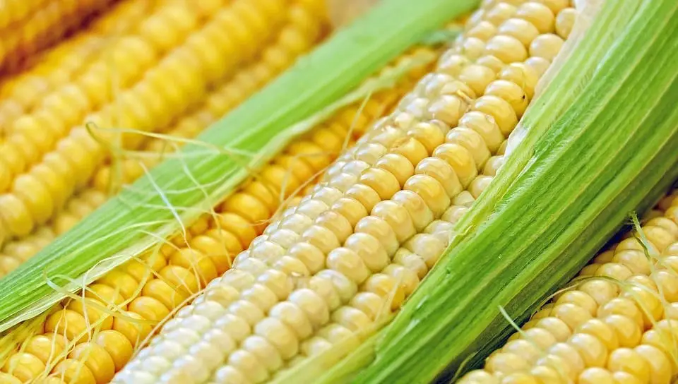 Corncob Biofuel - Corn - Corn on the cob