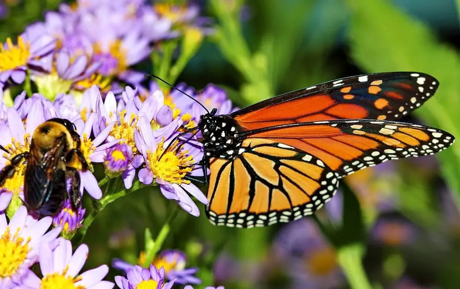 solar energy facility pollinator habitat - bee and butterfly wildflower