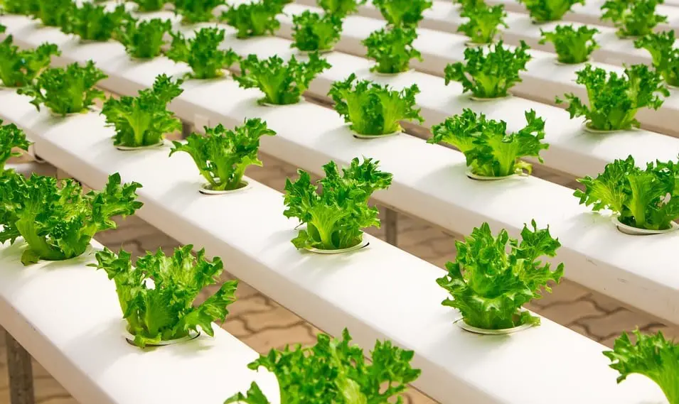 Geothermal energy may make indoor farming work in the future