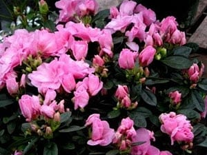 Azalea Plant