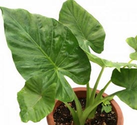 Elephant Ear Philodendron