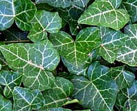 English Ivy