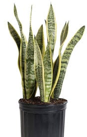 Snake Plant - Plants That Purify The Air