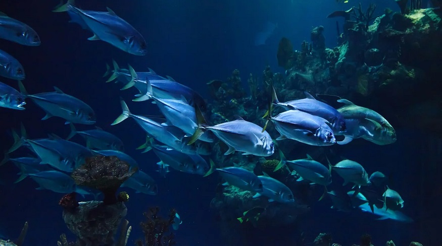 Tidal power turbines - marine life - fish