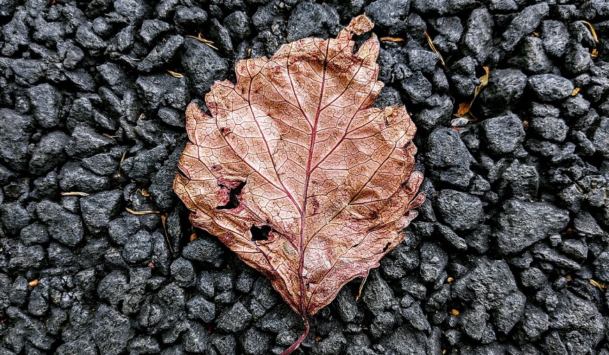 Brown Hydrogen - dried up leaf on coal