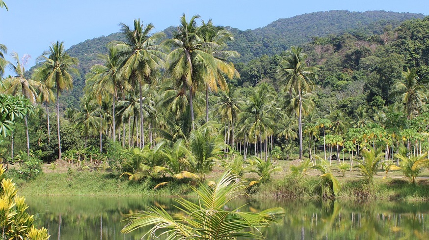 Tropical Forests - rain forest