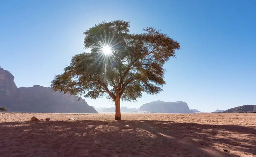 What Is Most of The Water in The Middle East Used For? What Is Most of The Water in The Middle East Used For?