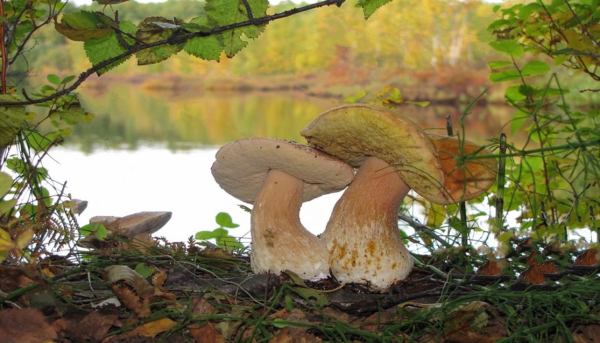 Living Coffin - mushrooms and moss