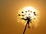 Solar powered hydrogen - dandelion in sun