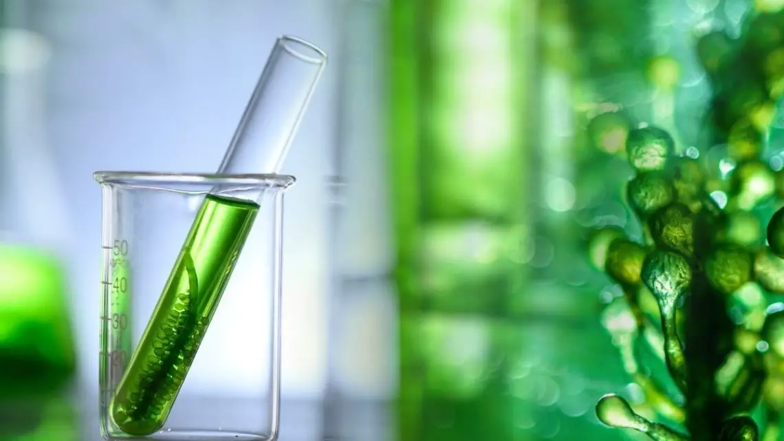 Are micro-algae the key to green hydrogen production?