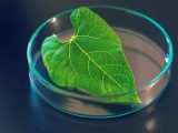 Hydrogen Fuel - photosynthesis research