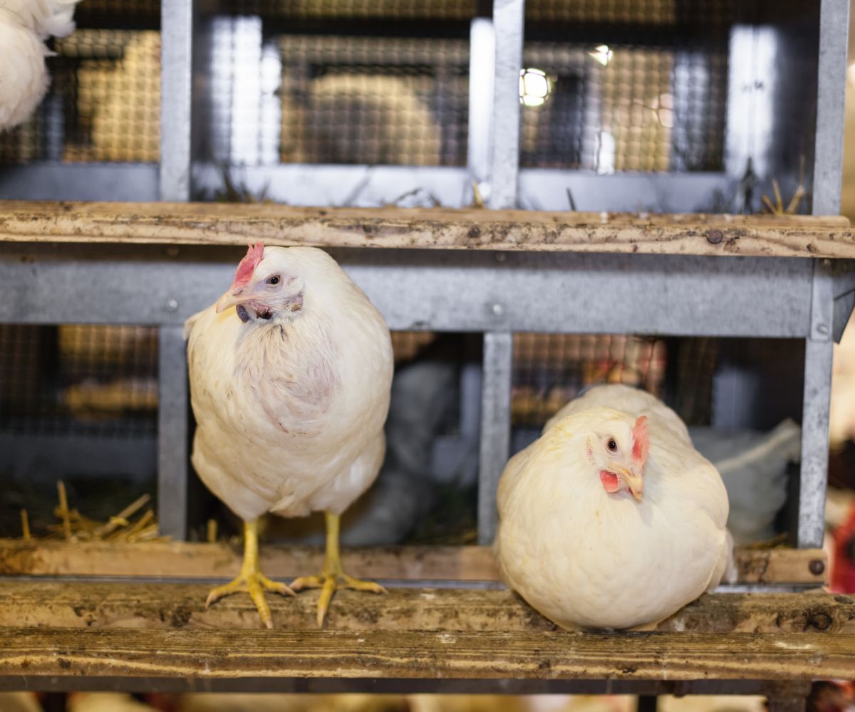 chicken manure waste to hydrogen