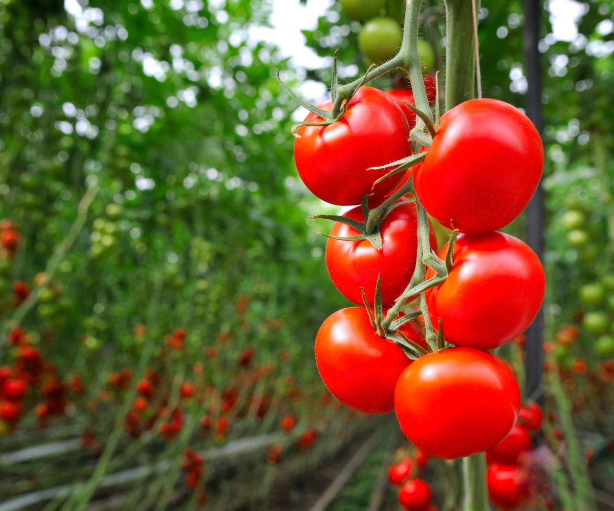 Large Greenhouse kits to grow tomatoes
