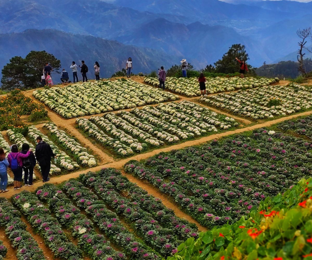 sustainable flowers fairtrade the flower industry