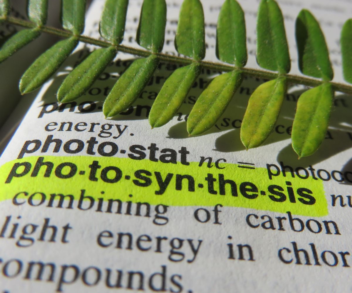 photosynthesis to make hydrogen fuel production