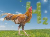Hydrogen fuel cells - Chicken in green H2 field