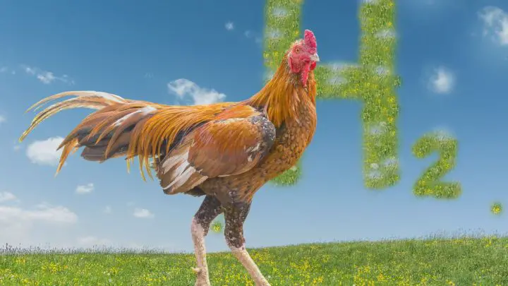 Are chicken feathers the key to cheaper and cleaner hydrogen fuel cells?