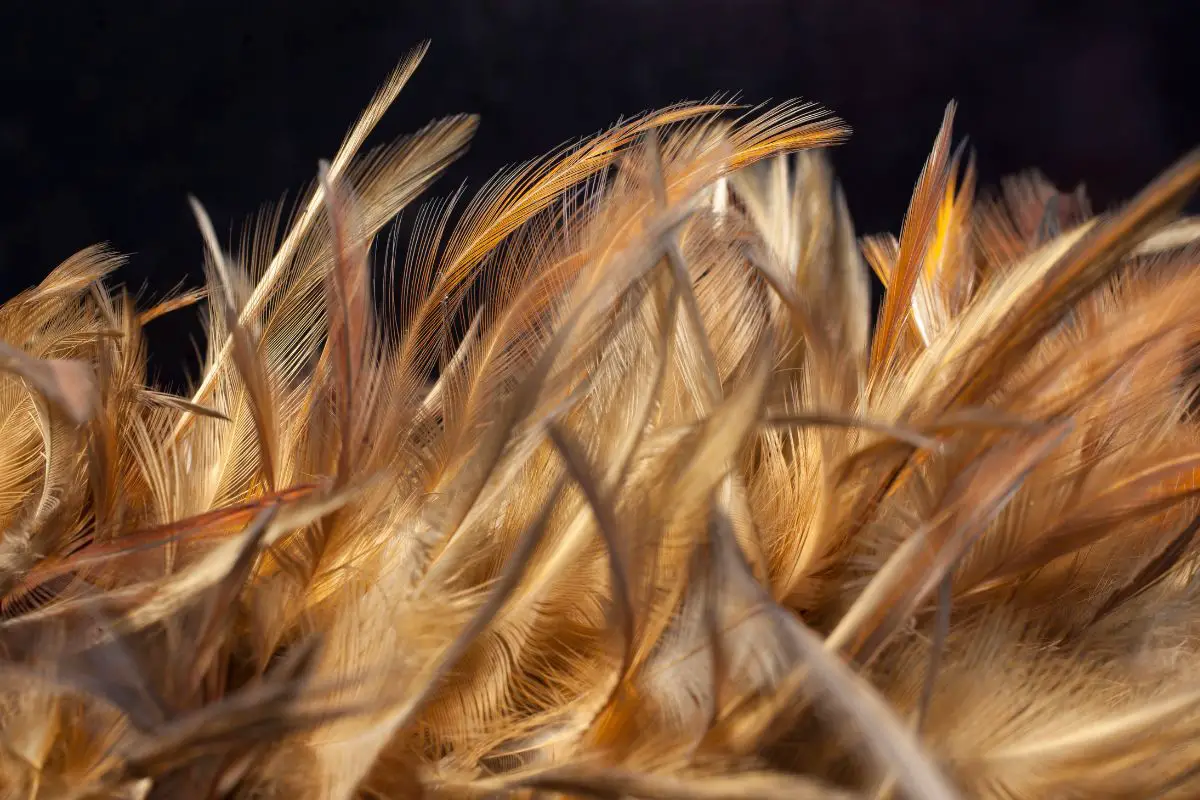 Hydrogen fuel cells - chicken feathers