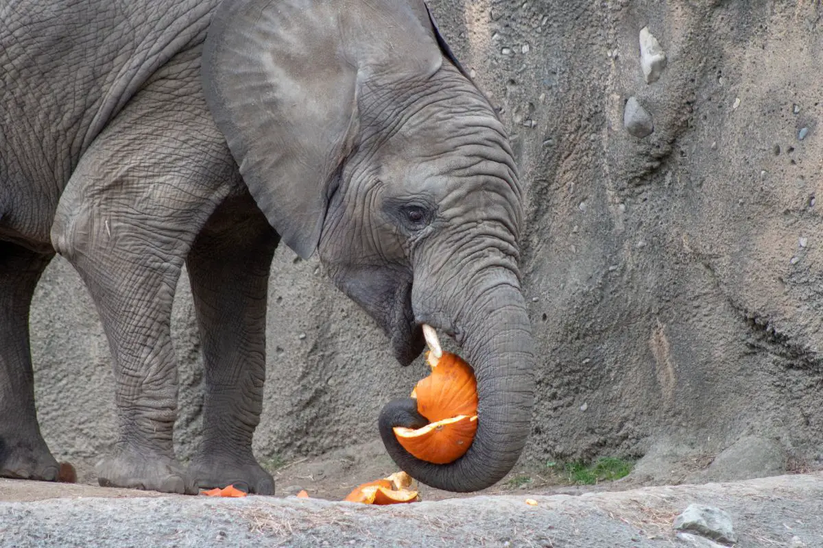 Pumpkin waste - Elephant eating a pumpkin