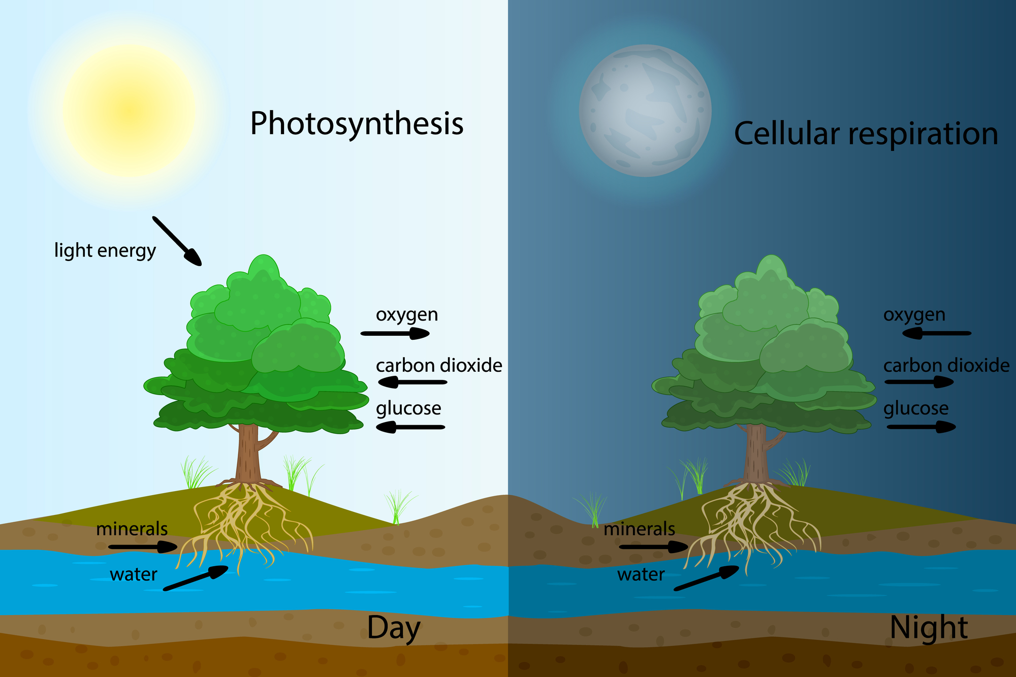 how does photosynthesis work