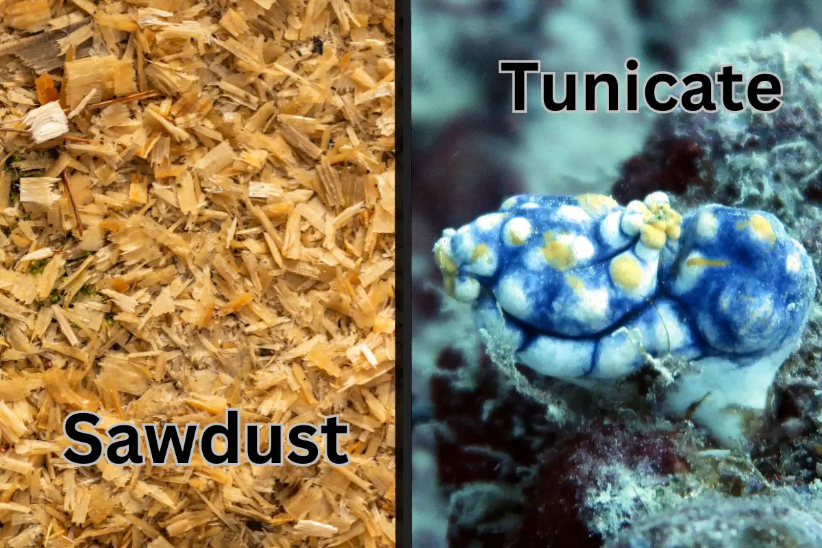 Hydrogen production - Images of sawdust and tunicate